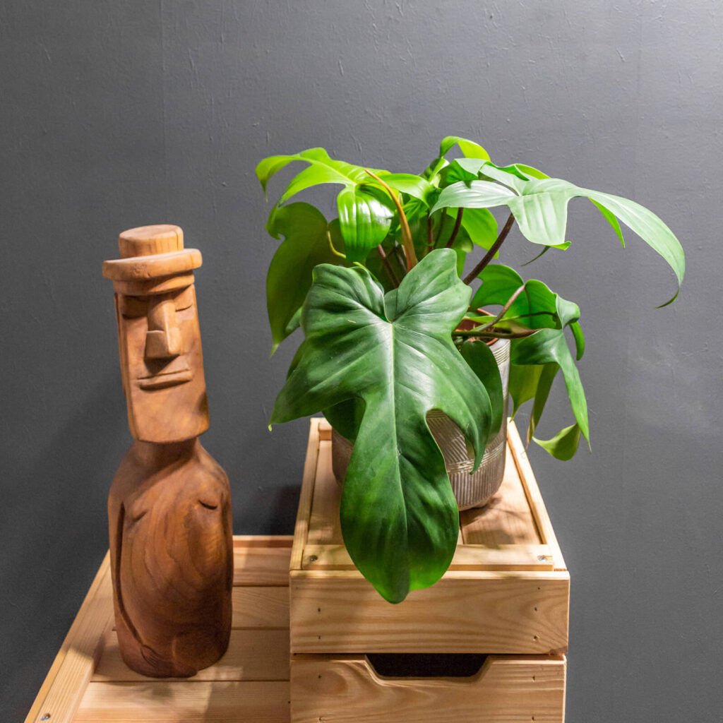 Philodendron Florida Beauty Green 15cm
