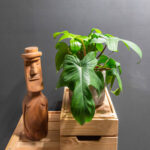 Philodendron Florida Beauty Green 15cm