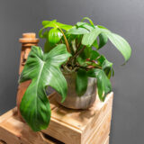 Philodendron Florida Beauty Green 15cm