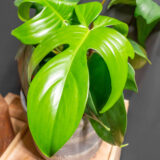Philodendron Florida Beauty Green 15cm