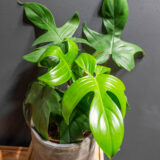 Philodendron Florida Beauty Green 15cm