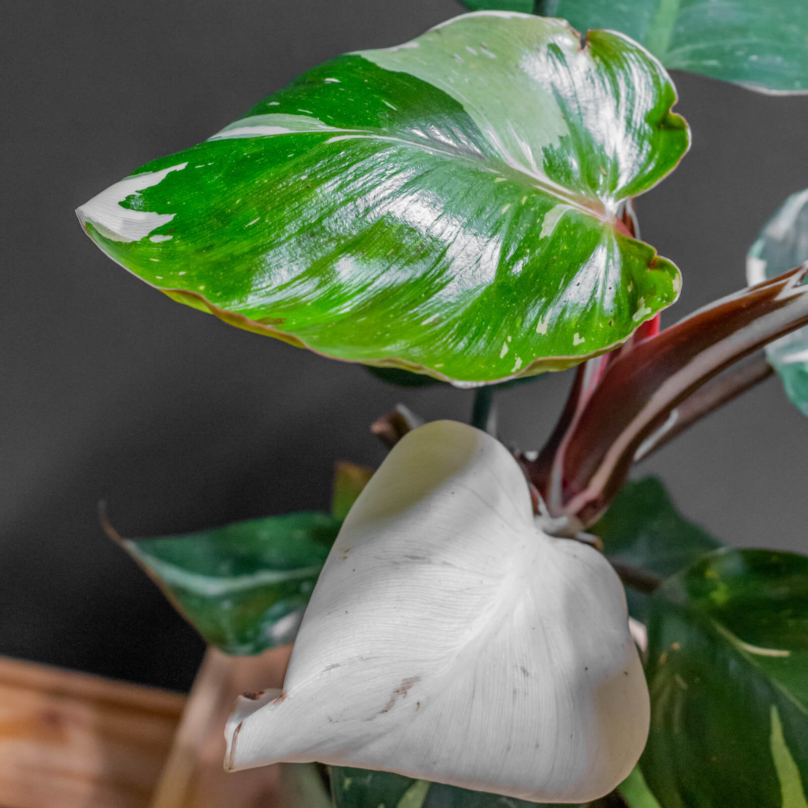 Philodendron White Knight 12cm