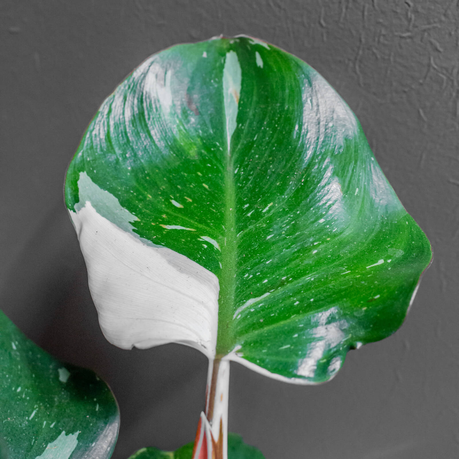 Philodendron White Knight 12cm