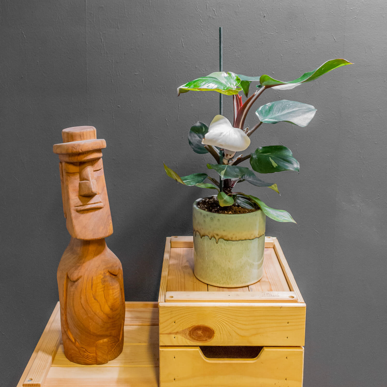 Philodendron White Knight 12cm