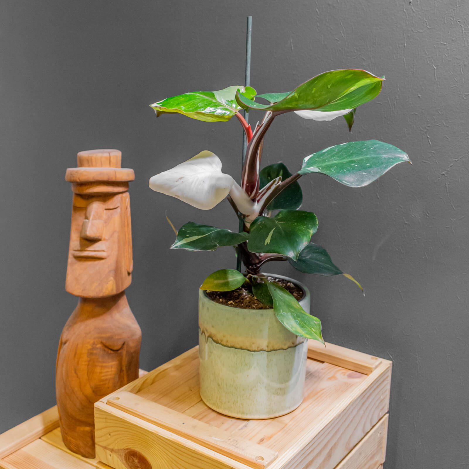 Philodendron White Knight 12cm