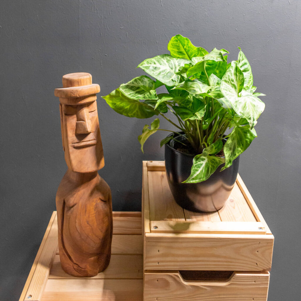 Syngonium Arrow 14cm