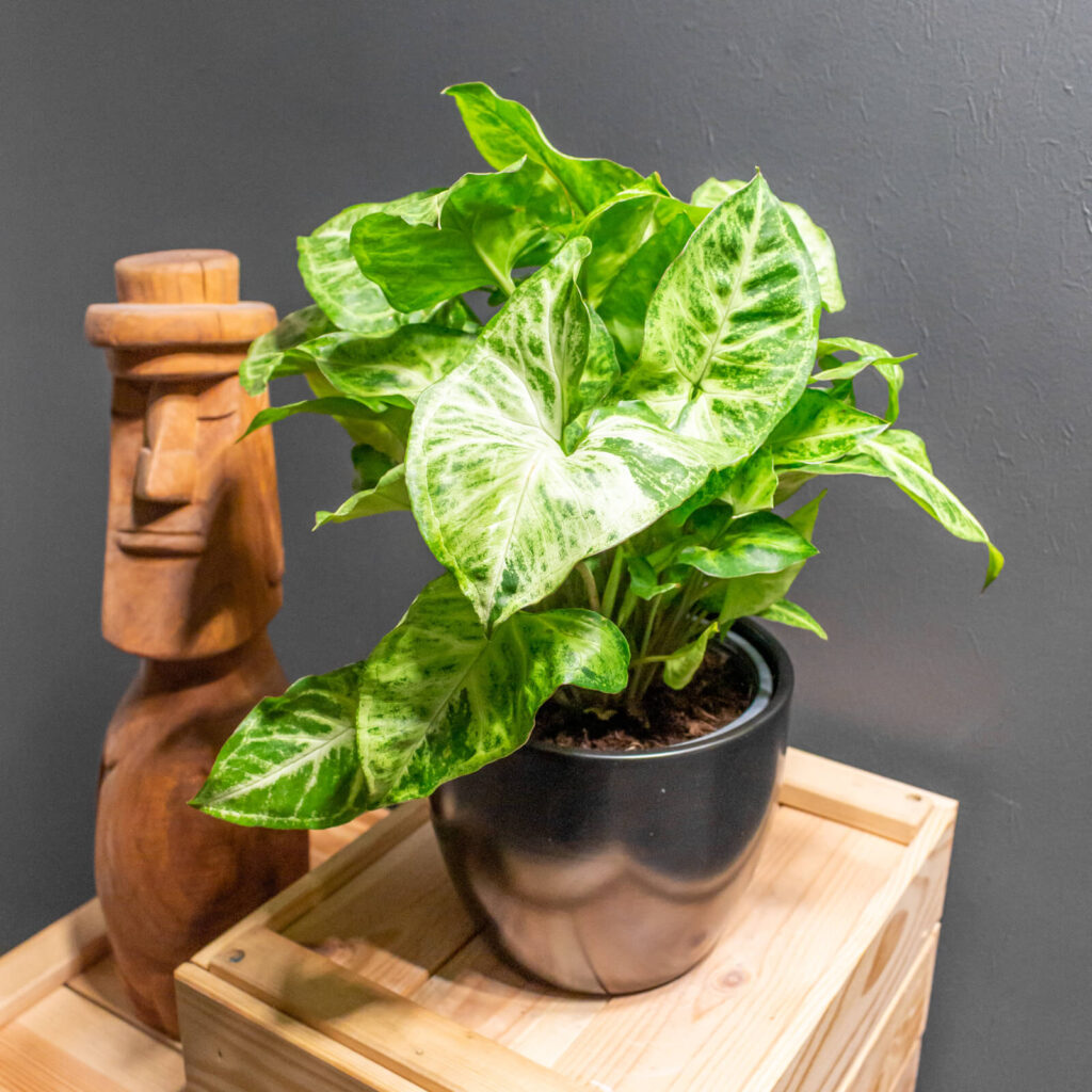 Syngonium Arrow 14cm