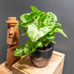Syngonium Arrow 14cm