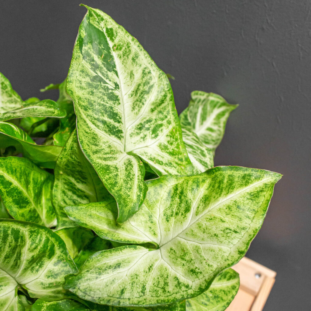 Syngonium Arrow 14cm