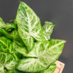 Syngonium Arrow 14cm