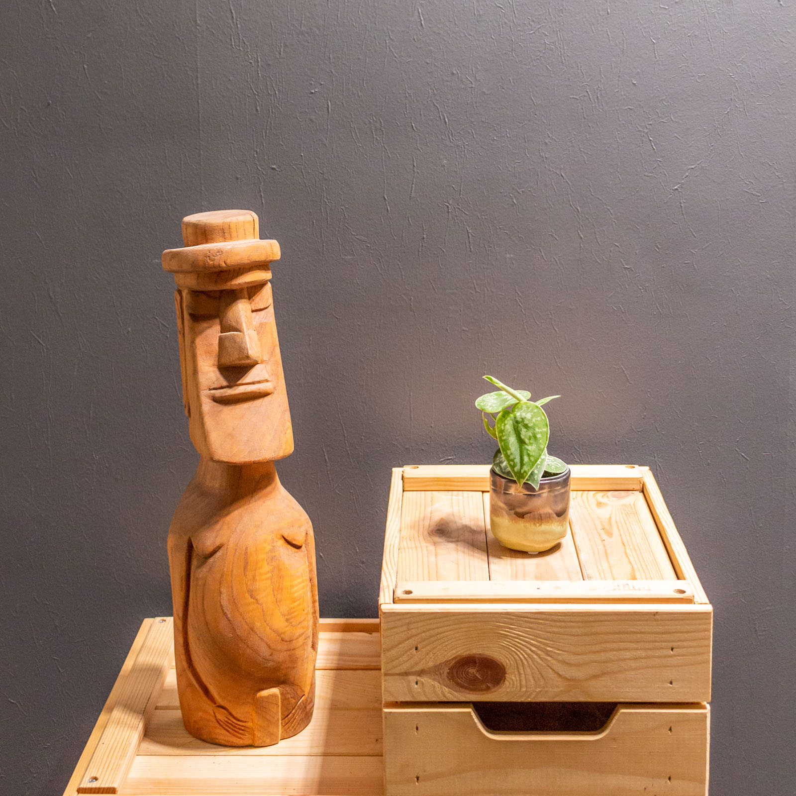 Scindapsus Argyraeus 6cm