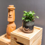 Syngonium Black Panther 12cm