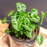 Syngonium Black Panther 12cm