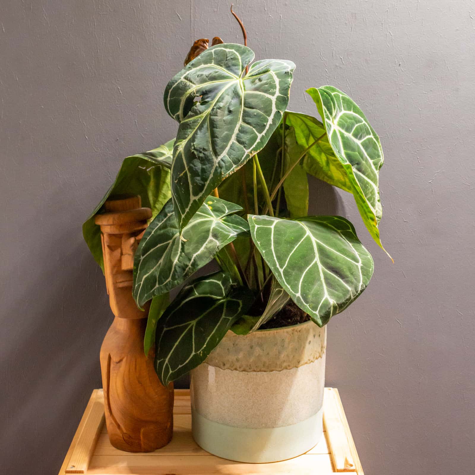 Anthurium Crystallinum, 17cm pot