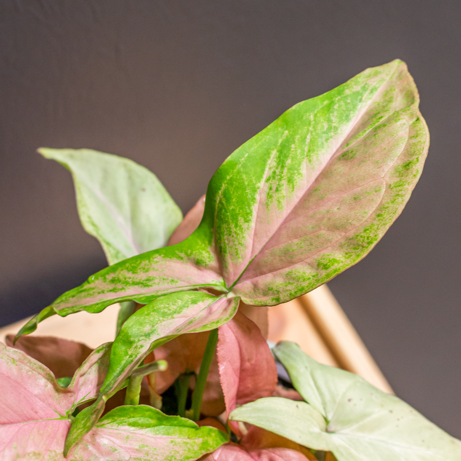 Syngonium Regina Red