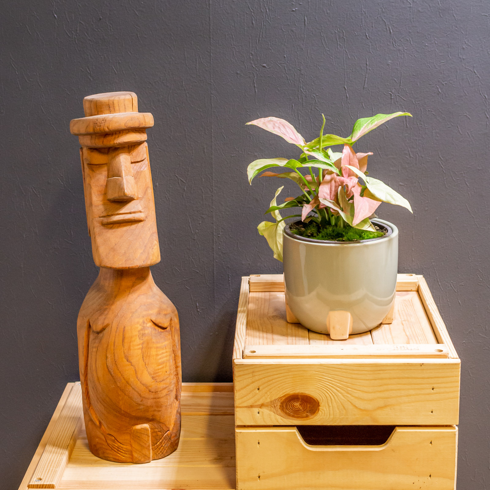 Syngonium Regina Red