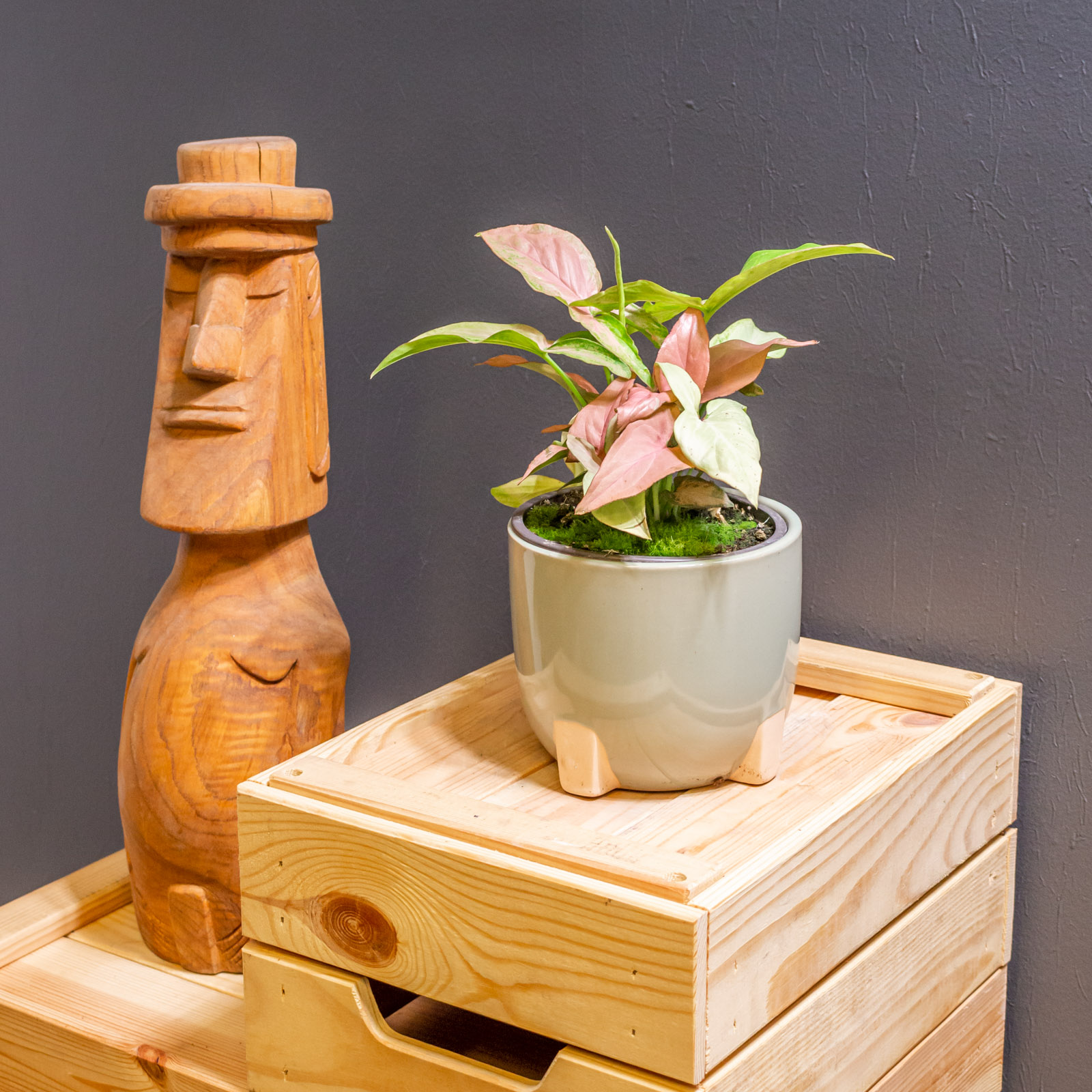 Syngonium Regina Red