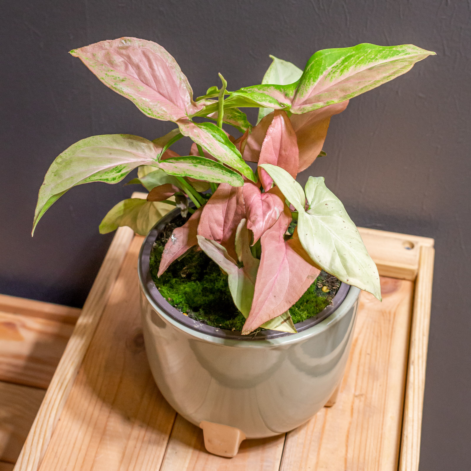 Syngonium Regina Red