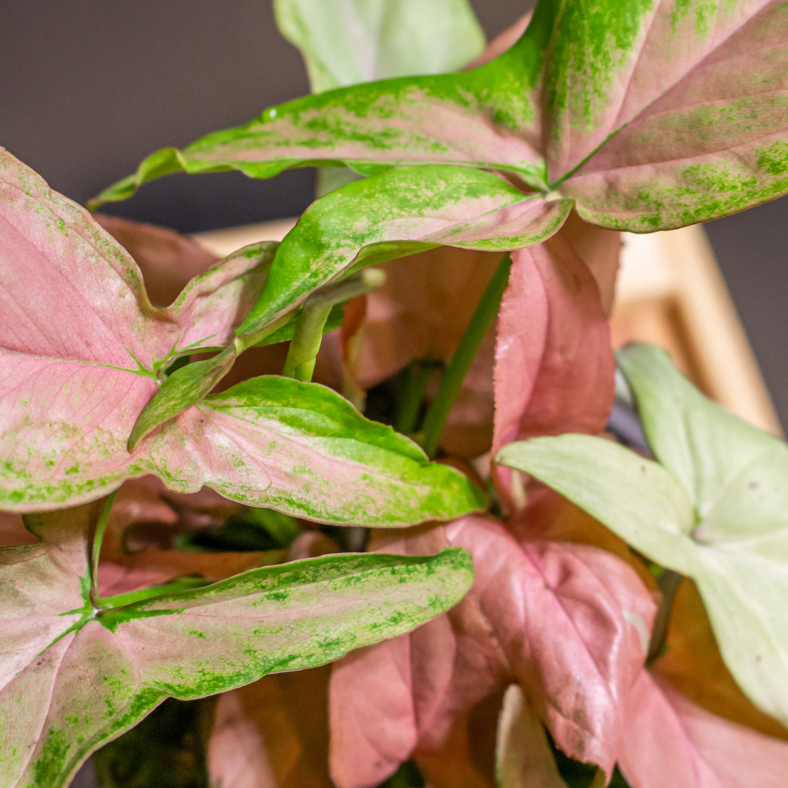 Syngonium Regina Red