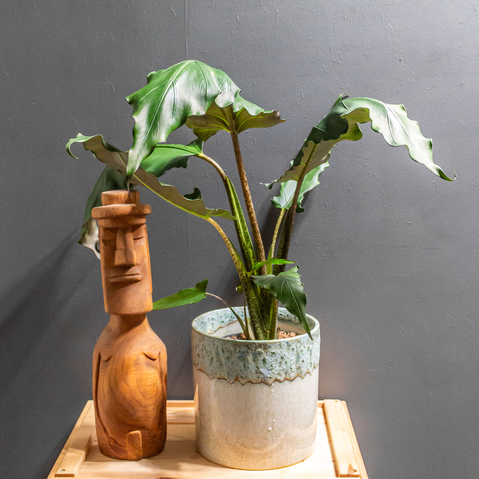 Alocasia Lauterbachiana