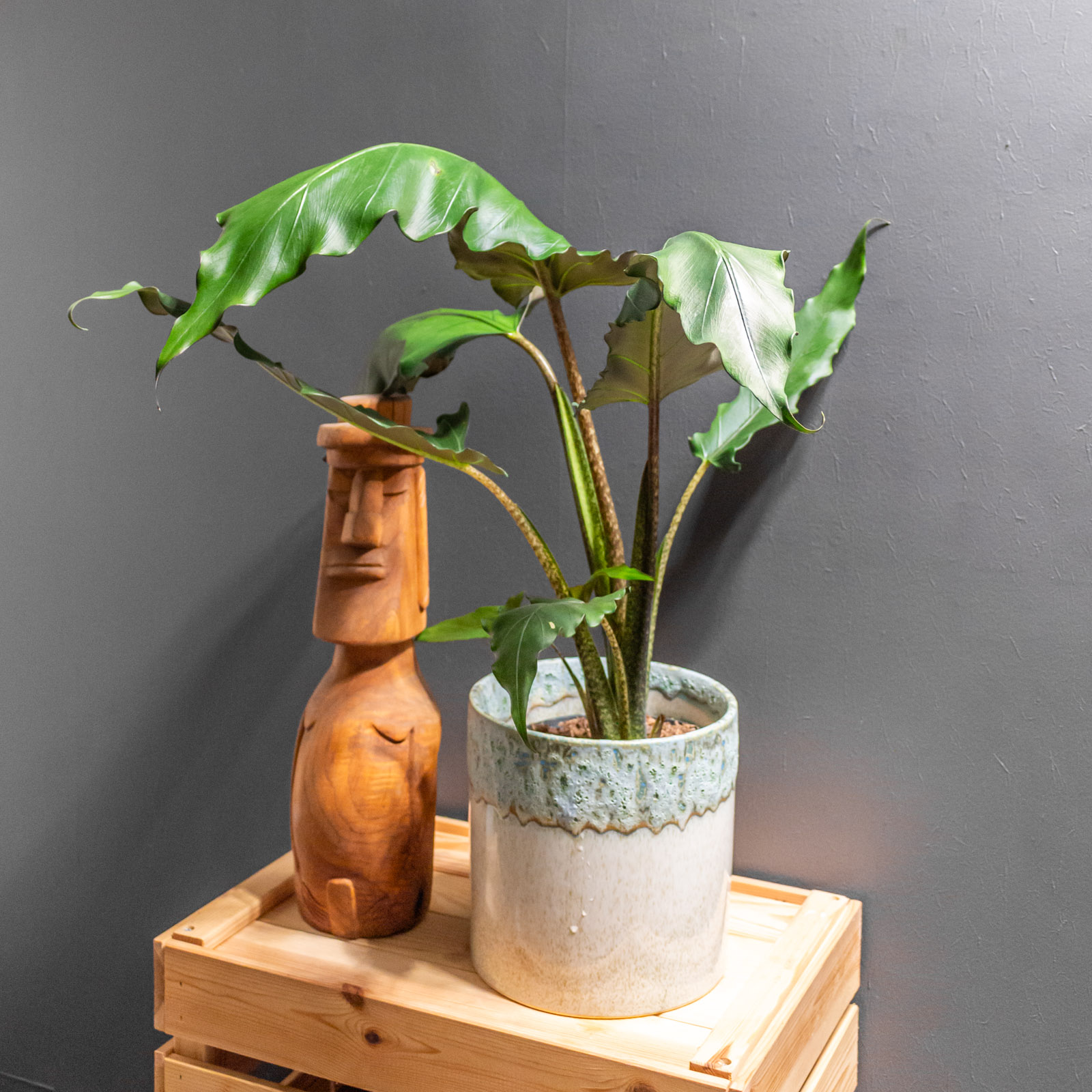 Alocasia Lauterbachiana