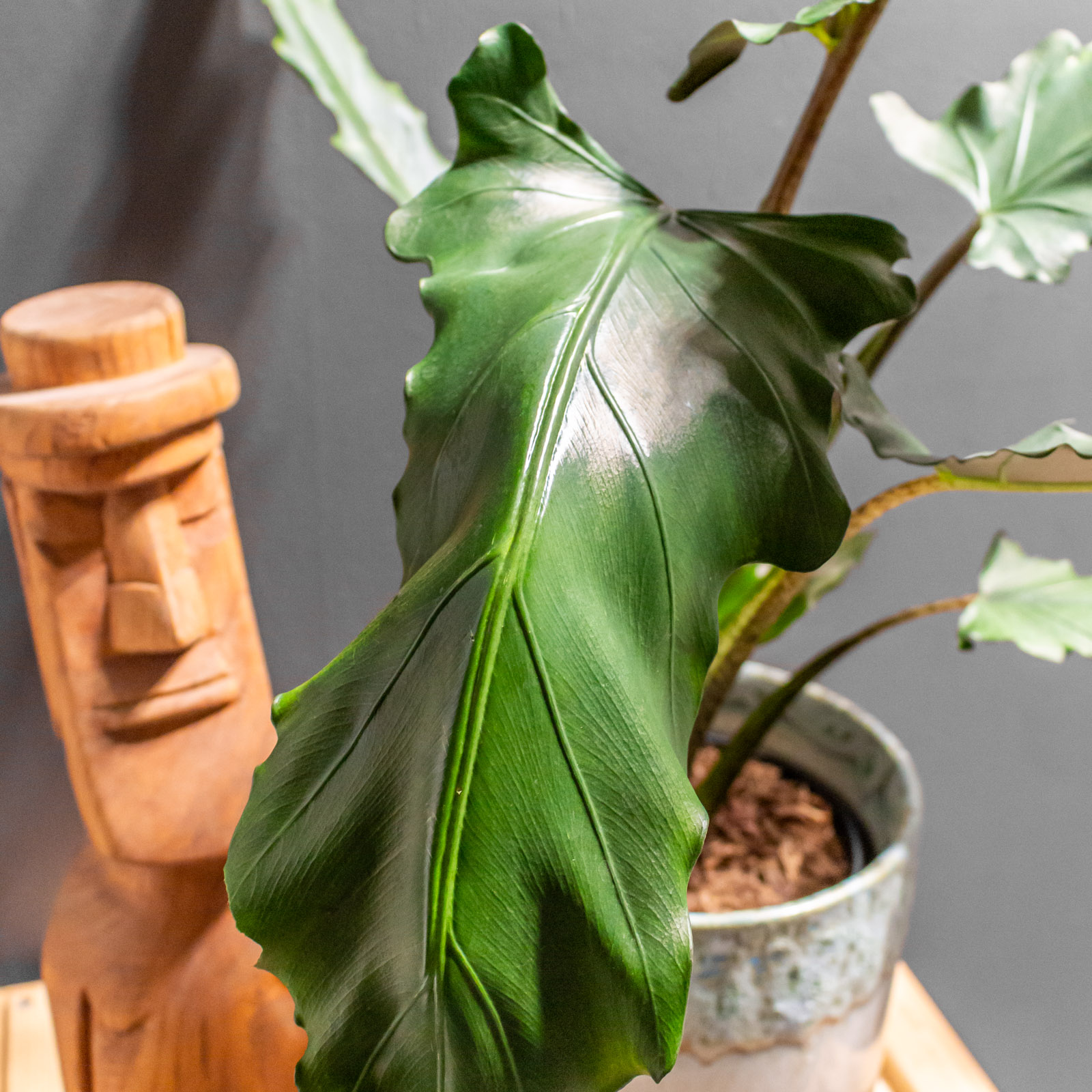 Alocasia Lauterbachiana