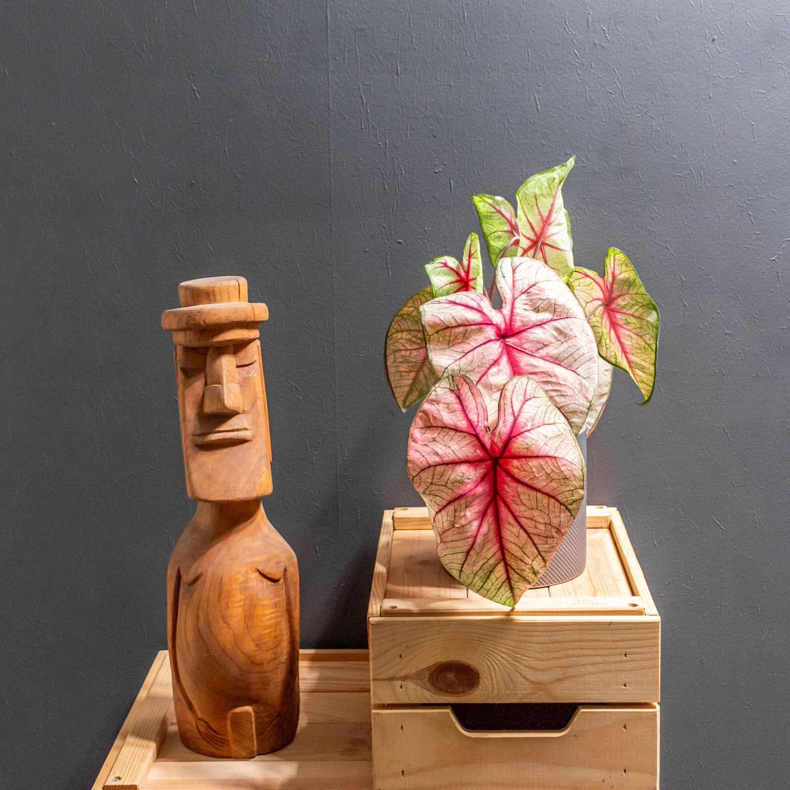 Caladium White Queen