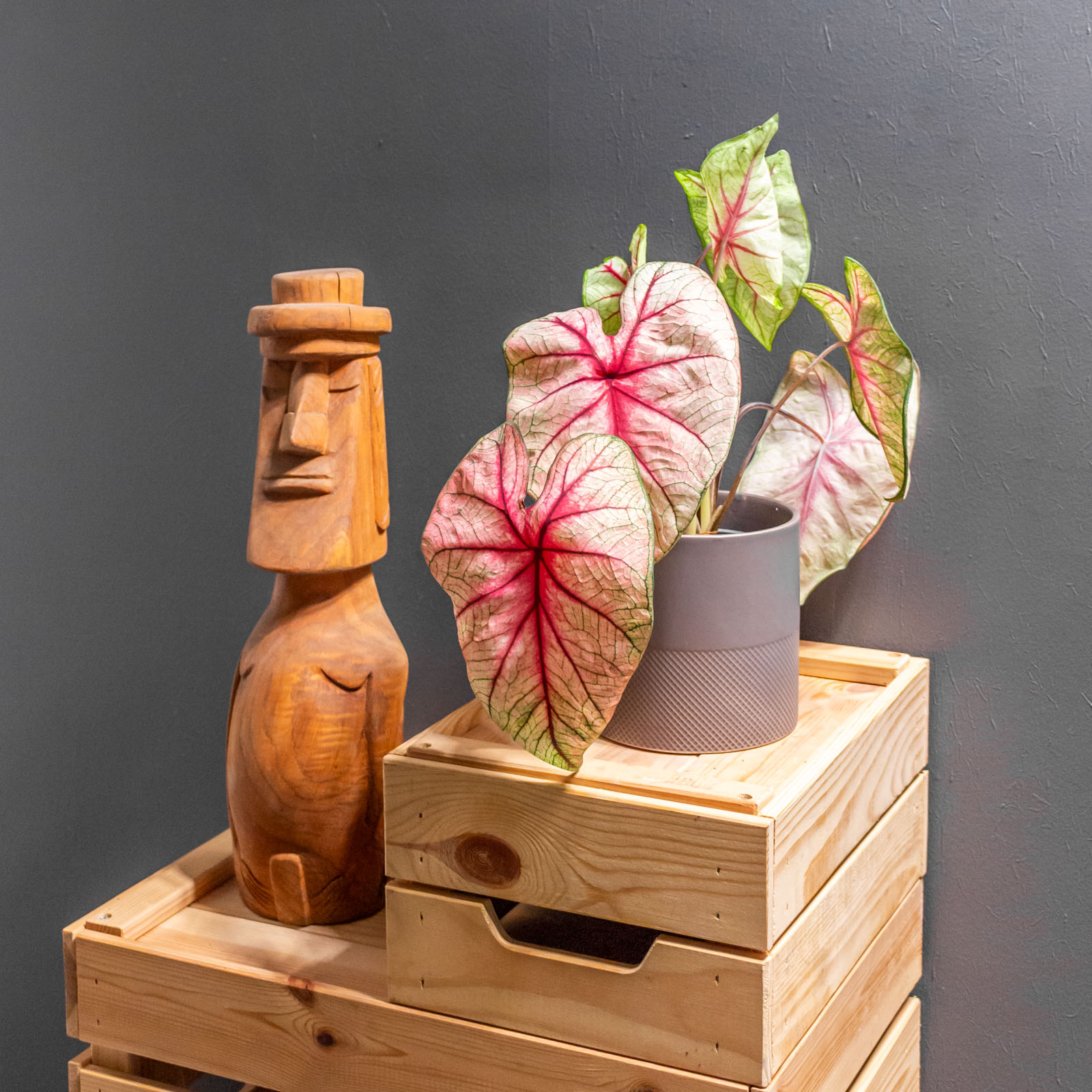 Caladium White Queen