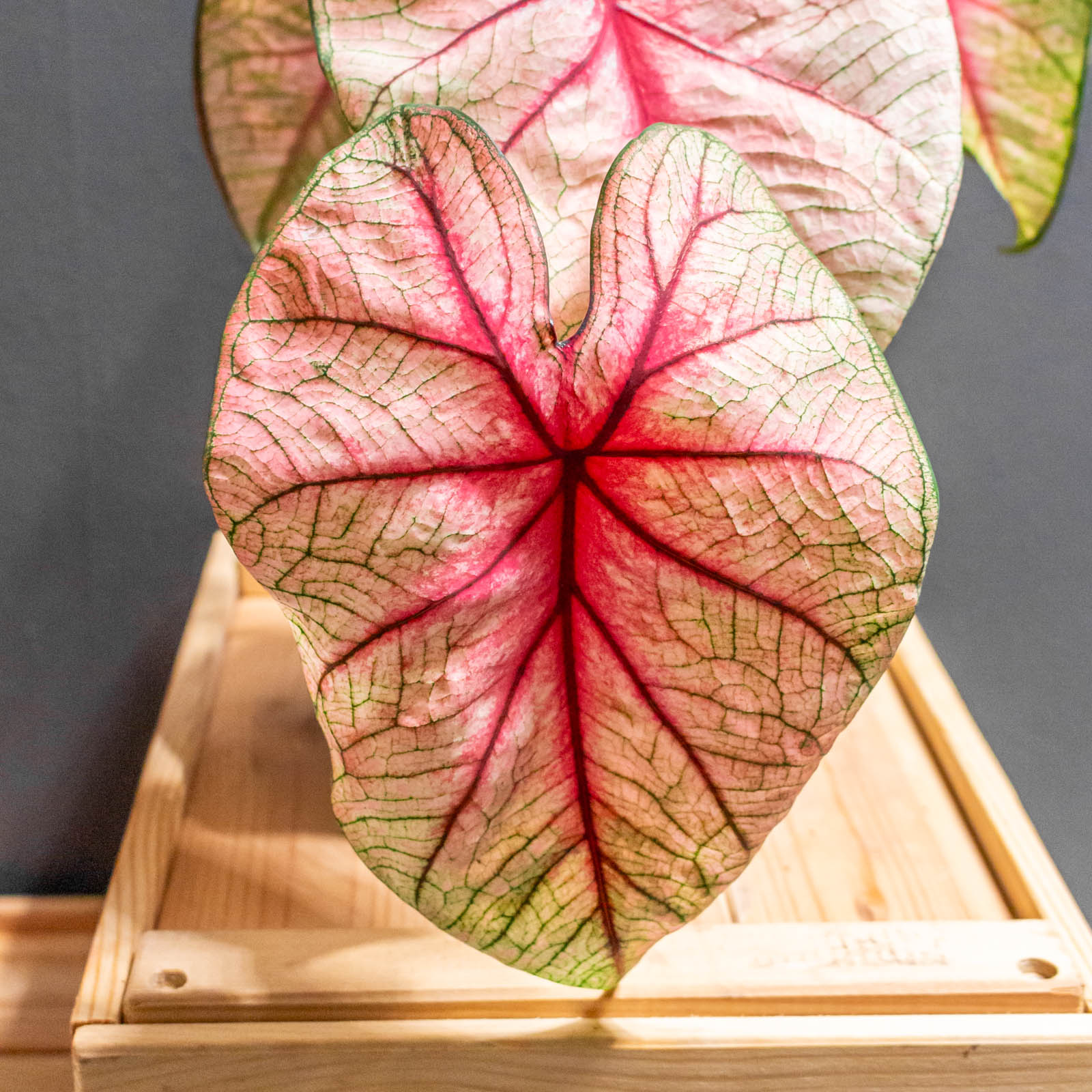 Caladium White Queen