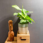 Dieffenbachia Mars