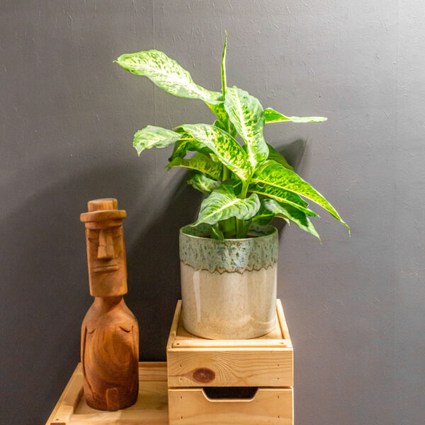 Dieffenbachia Mars