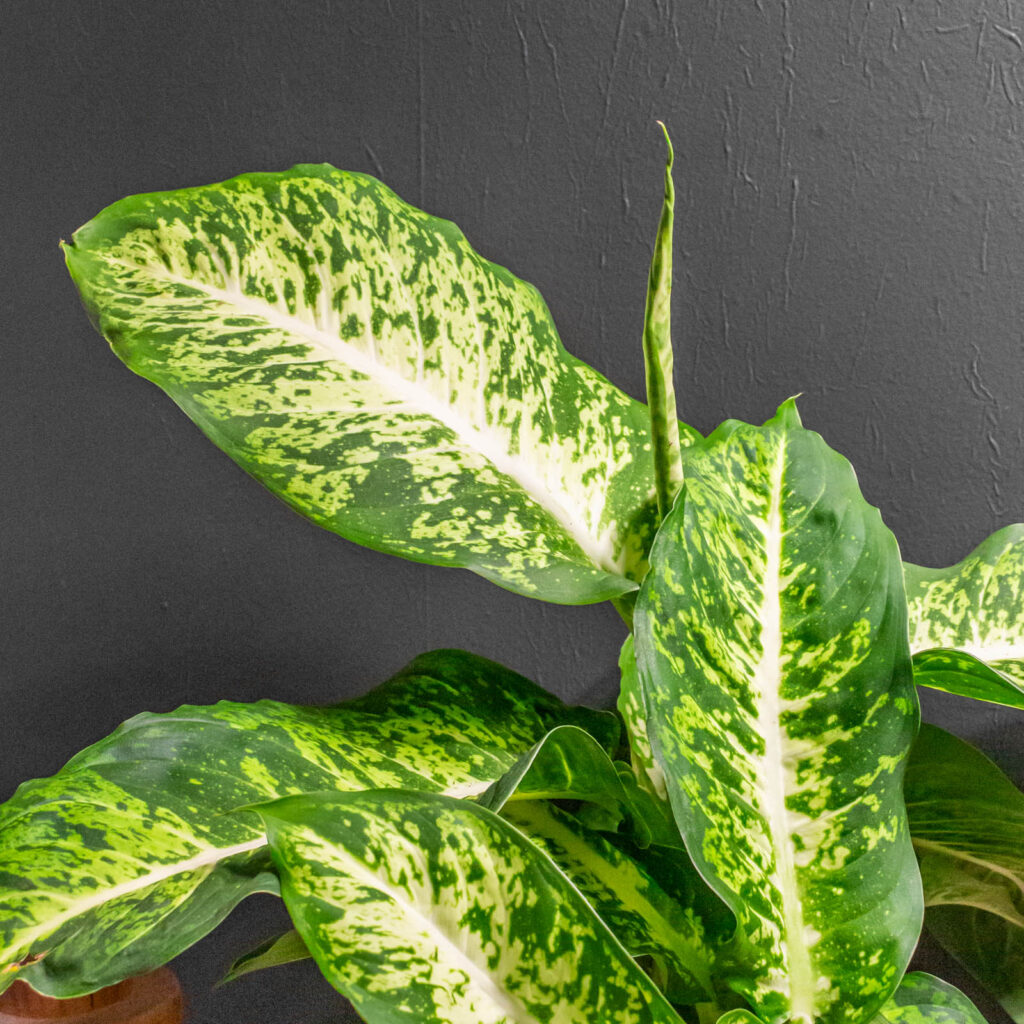 Dieffenbachia Mars