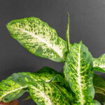 Dieffenbachia Mars