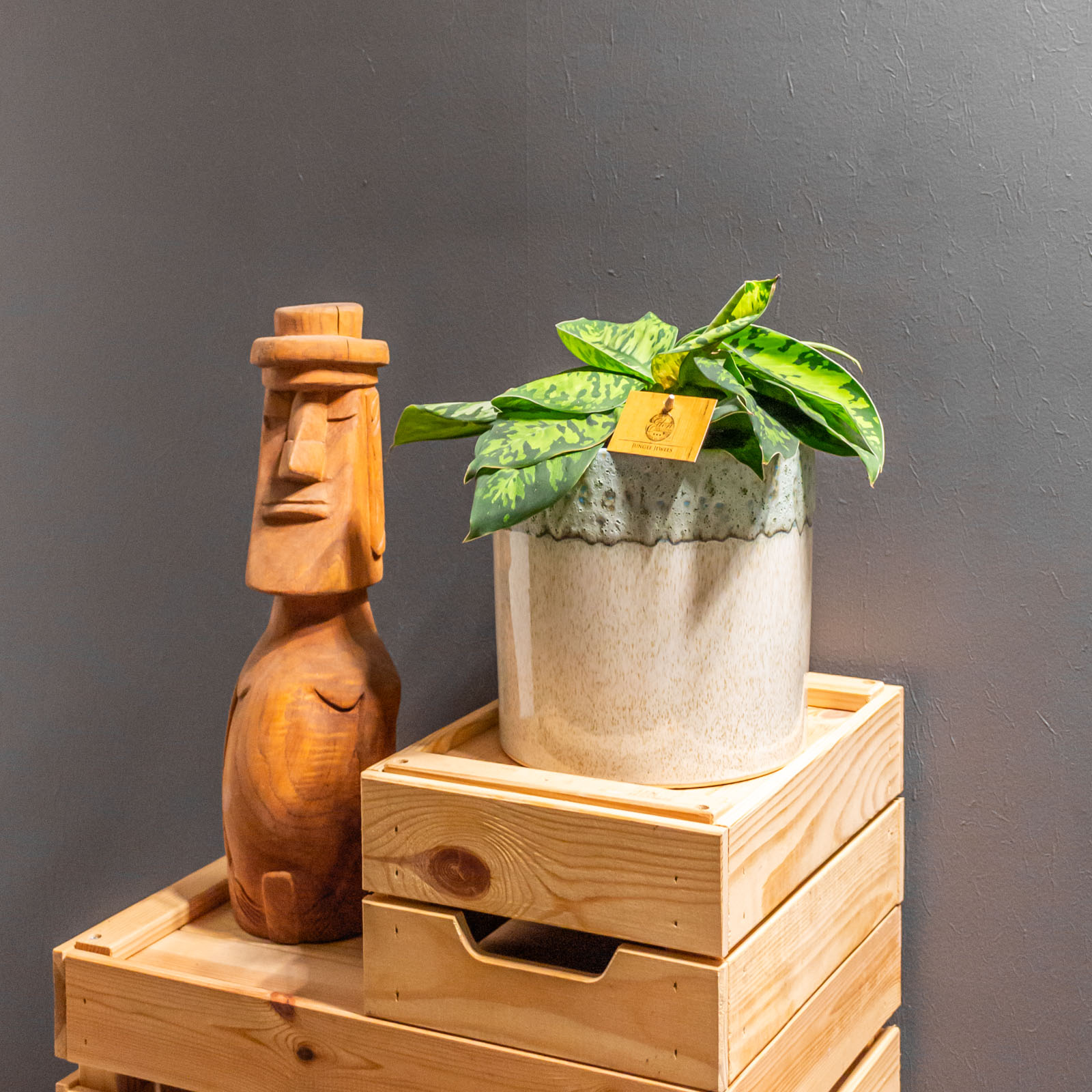 Homalomena Camouflage