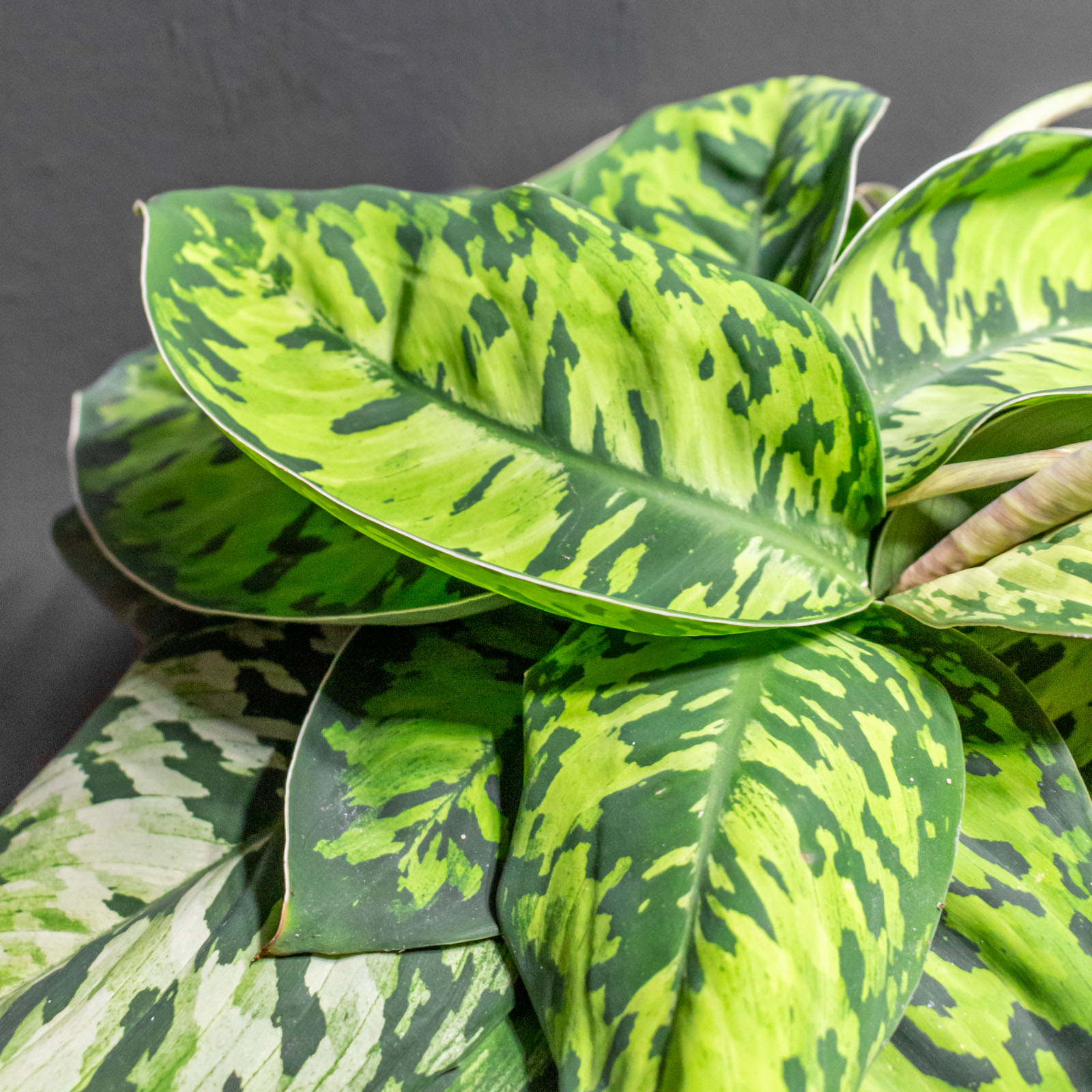 Homalomena Camouflage