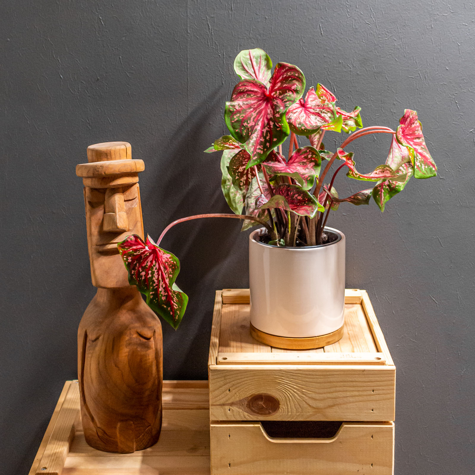 Caladium Scarlet Flame