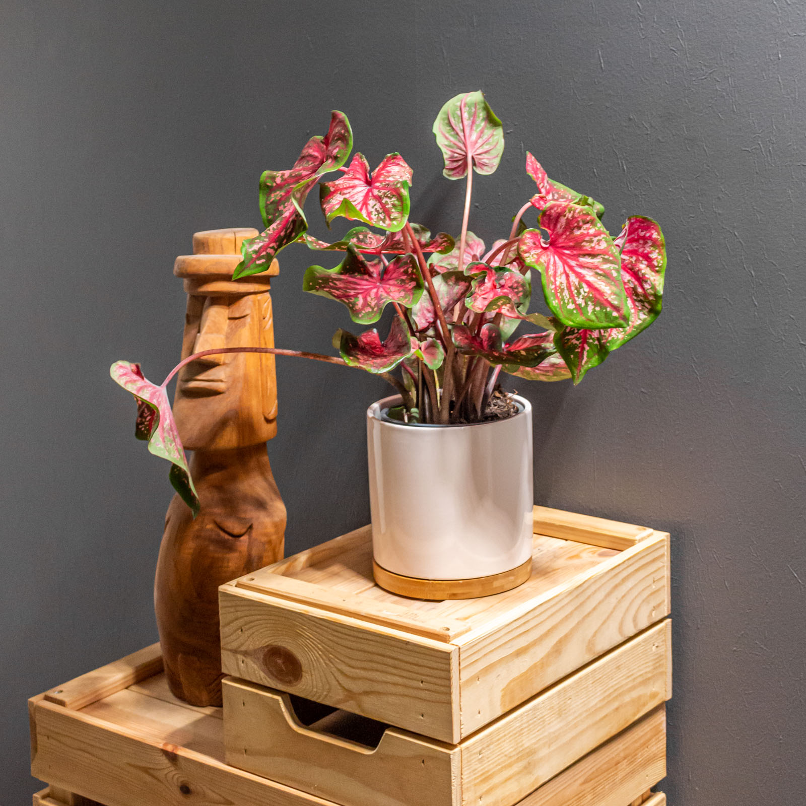 Caladium Scarlet Flame