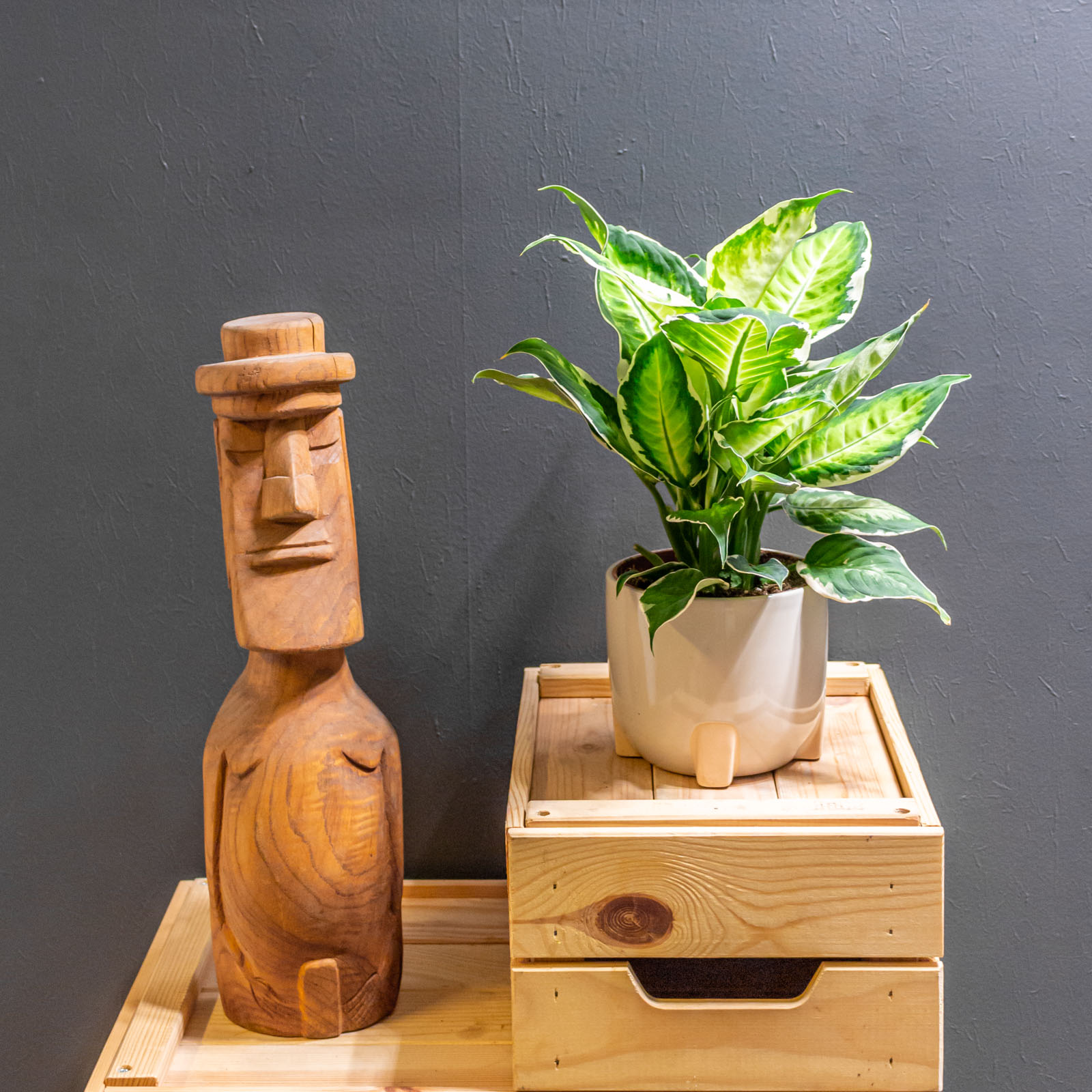 Dieffenbachia Cool Beauty