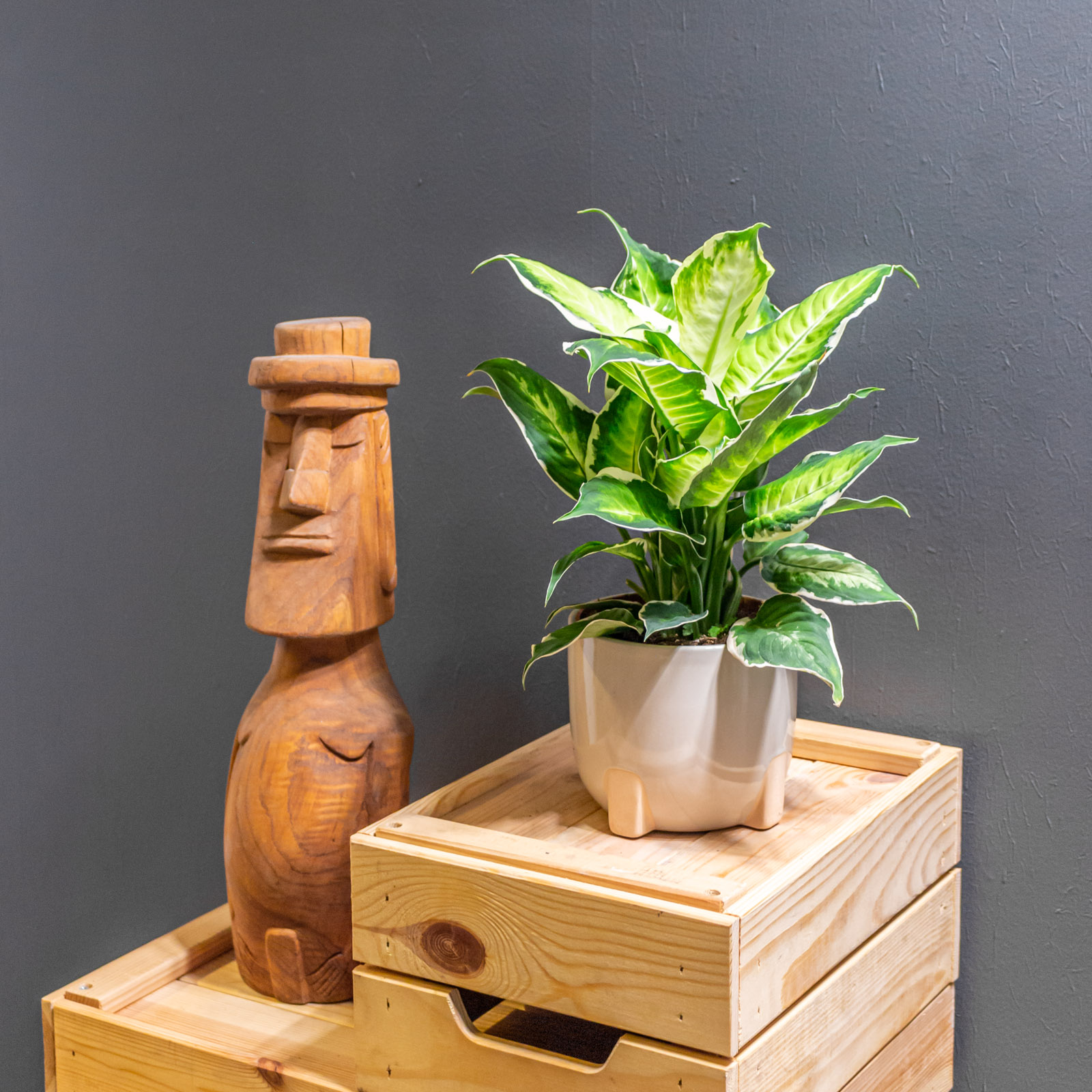 Dieffenbachia Cool Beauty