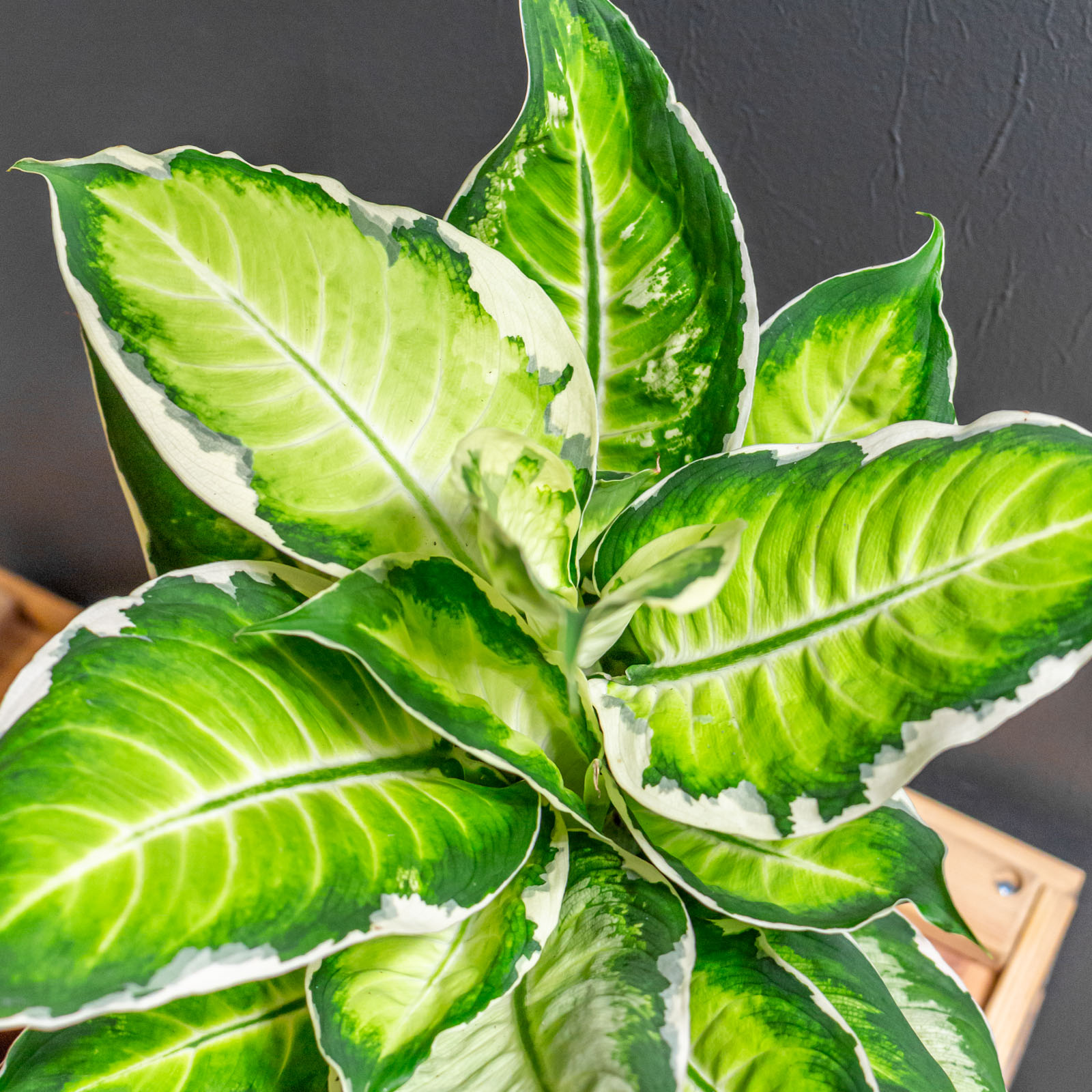 Dieffenbachia Cool Beauty