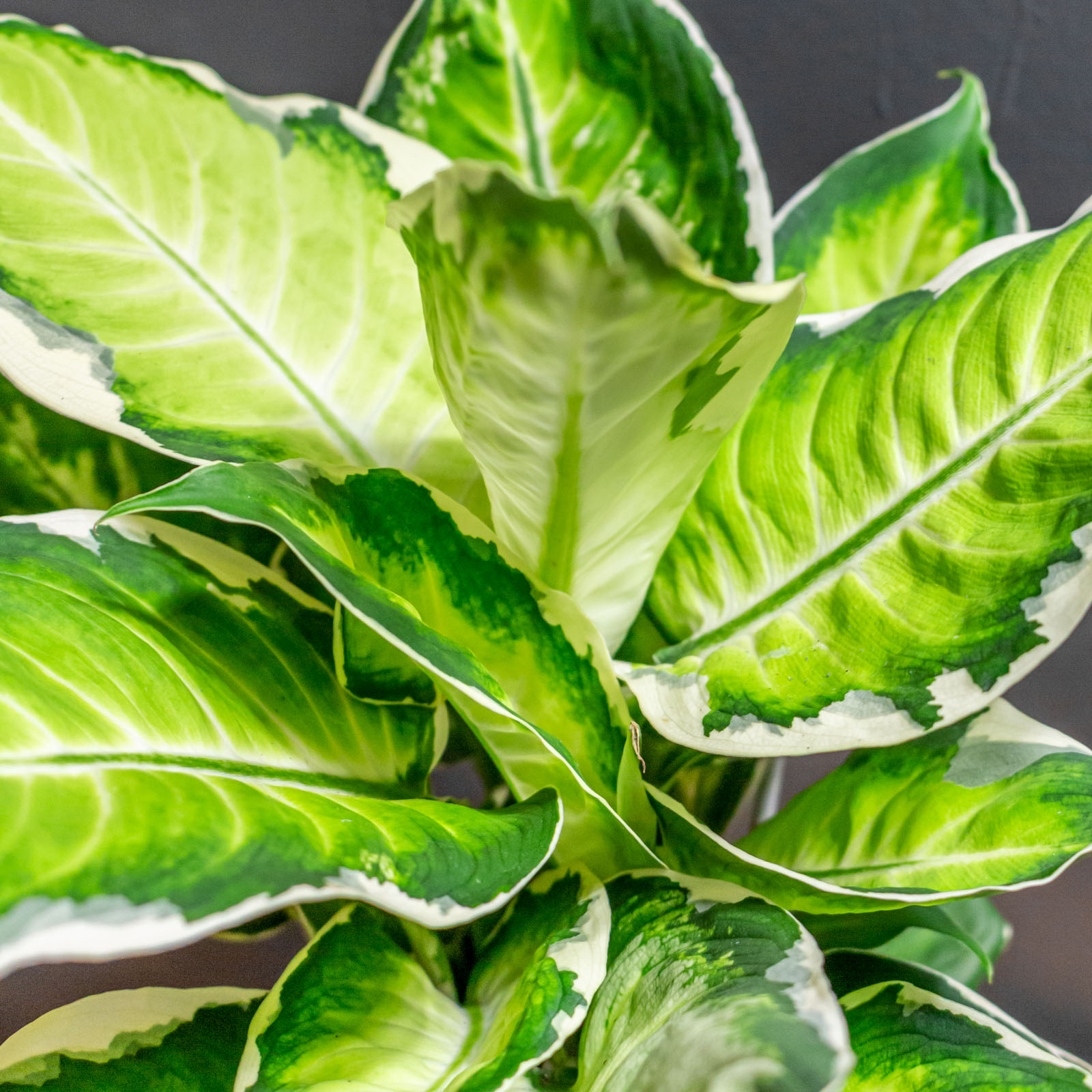 Dieffenbachia Cool Beauty