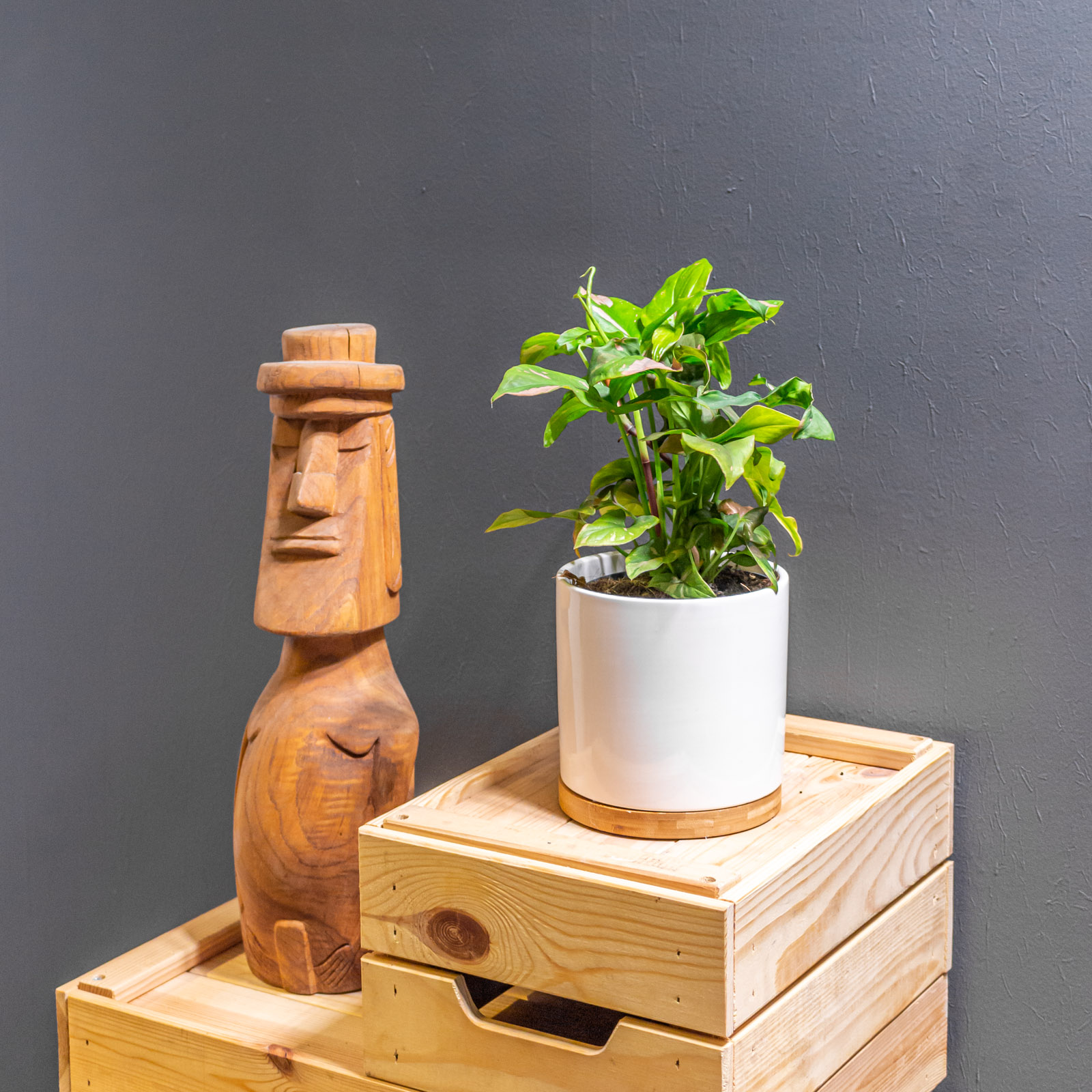 Syngonium Pink Splash