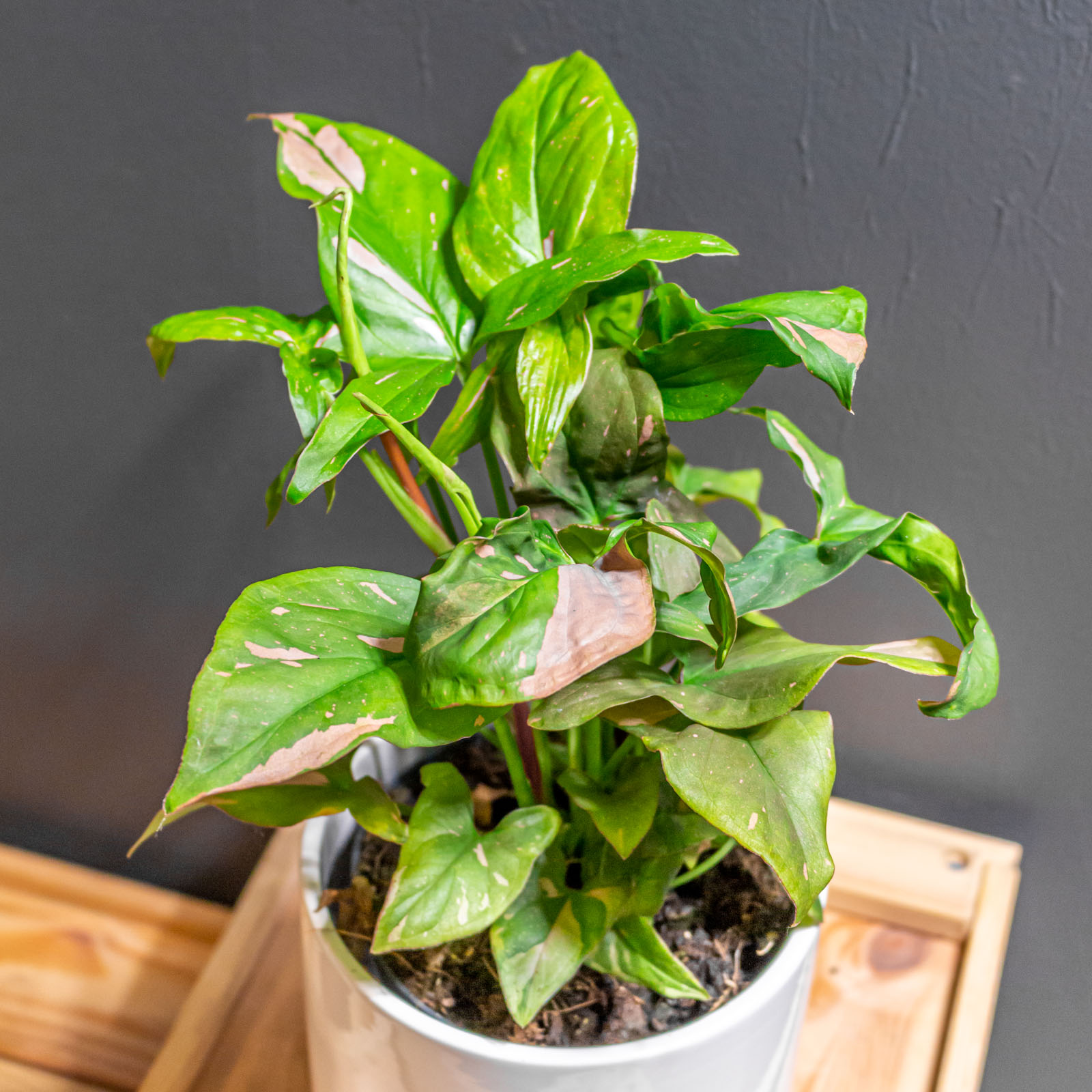 Syngonium Pink Splash