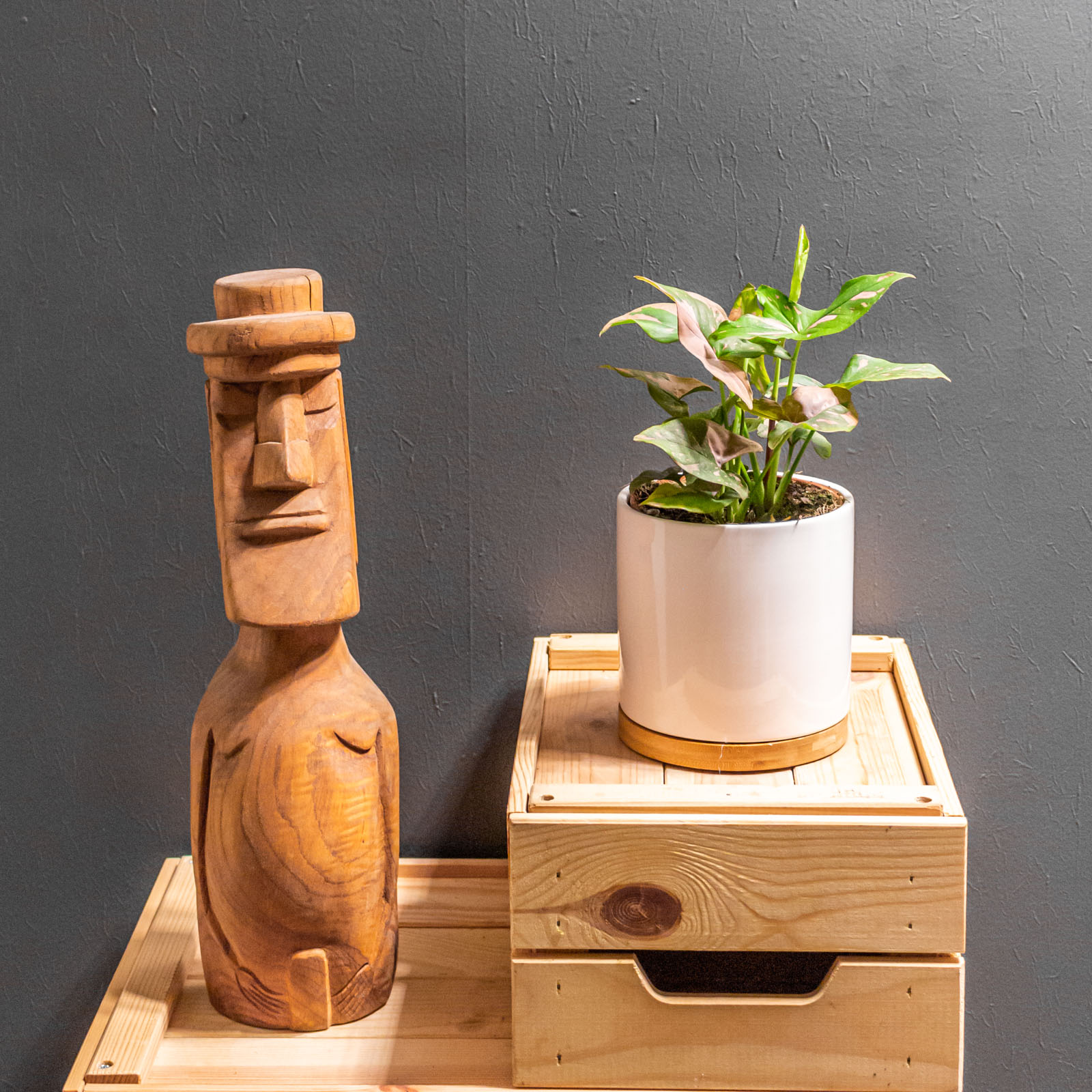 Syngonium Red Spot / Pink Splash 12 cm