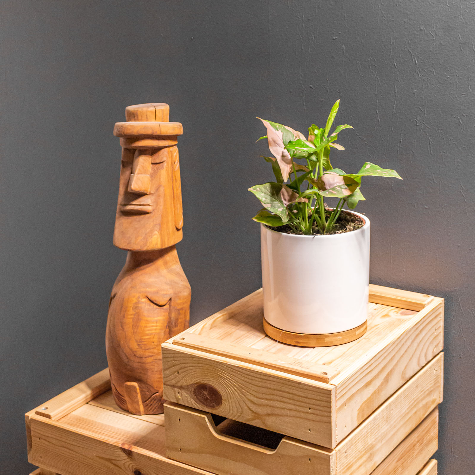 Syngonium Red Spot / Pink Splash 12 cm - Image 3