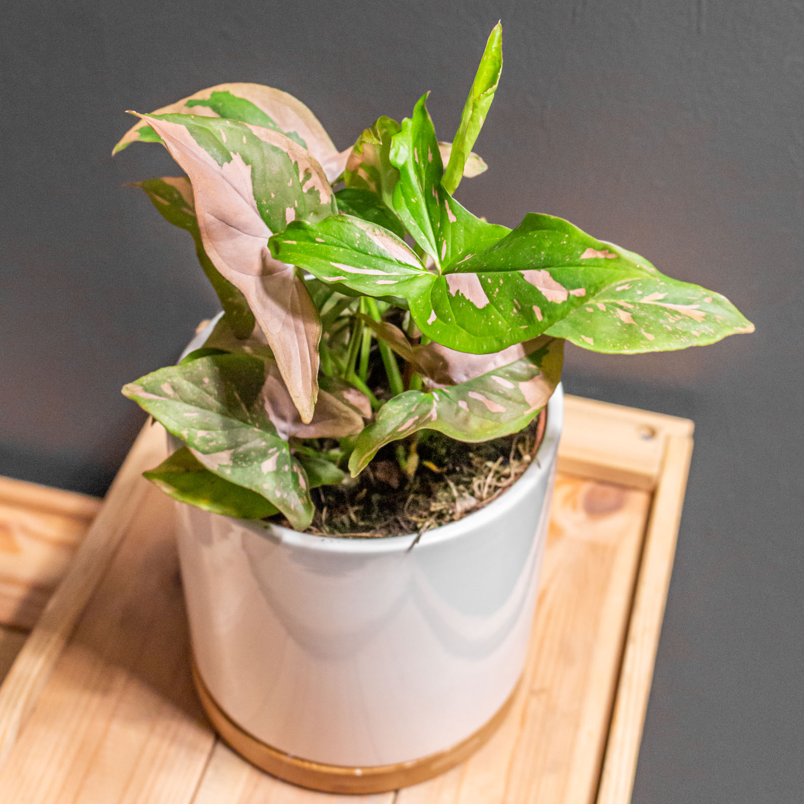 Syngonium Red Spot / Pink Splash 12 cm - Image 4