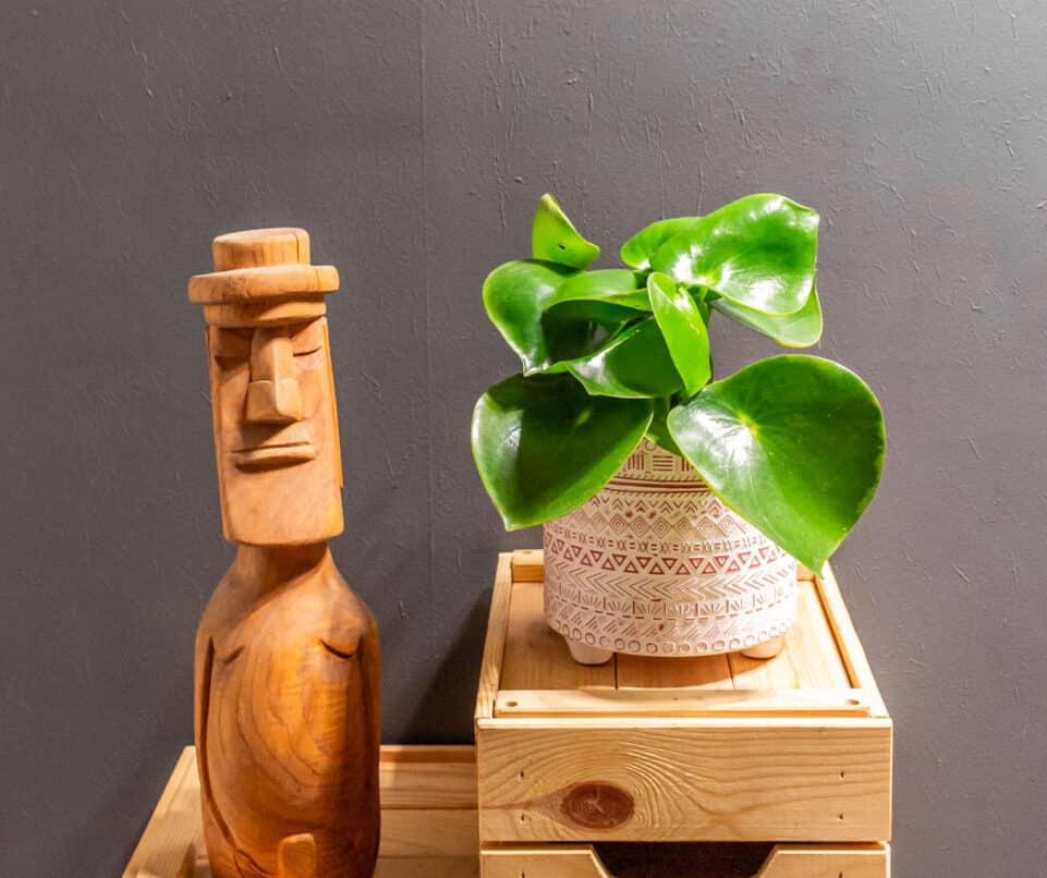Peperomia Raindrop