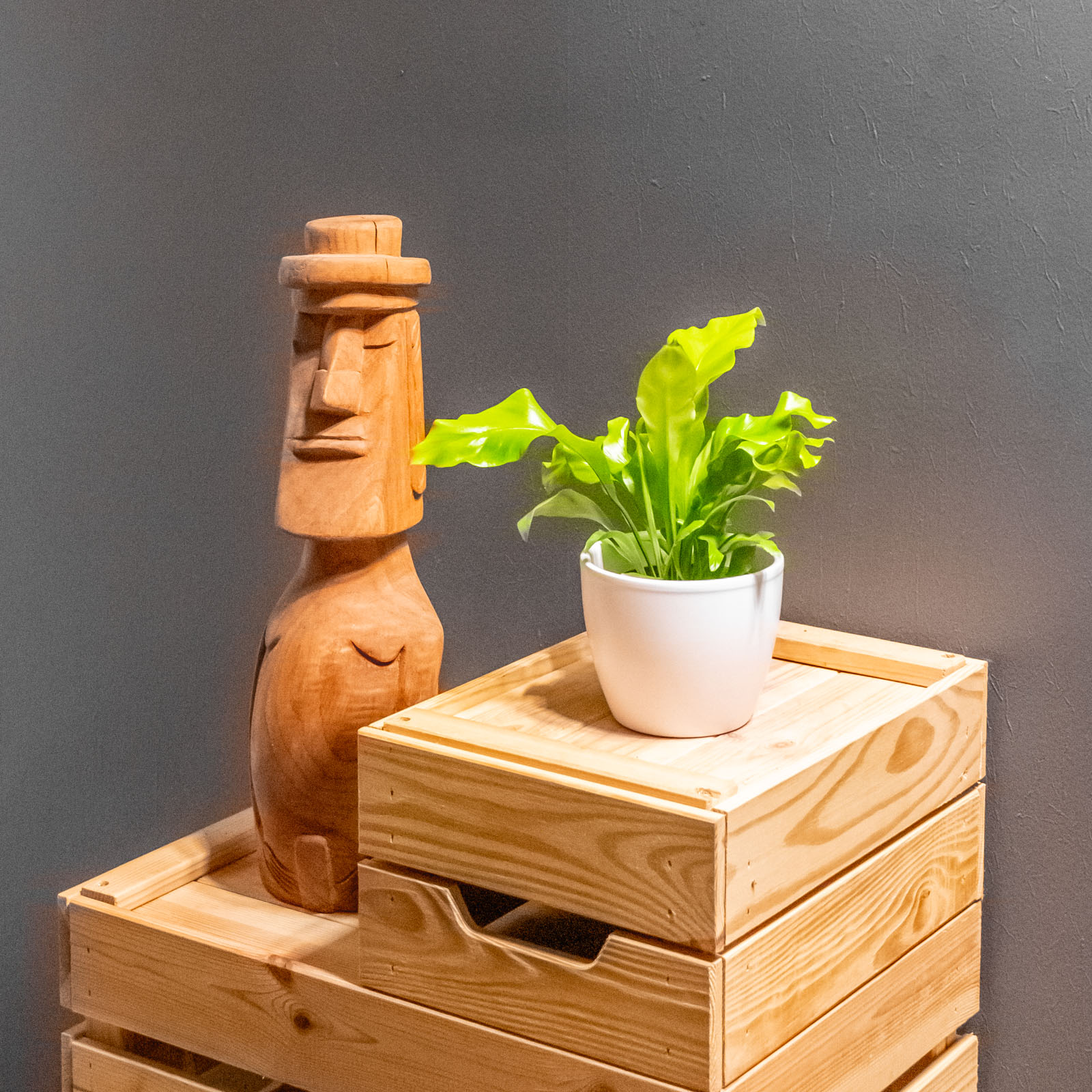 Asplenium Nidus 8cm - Image 3