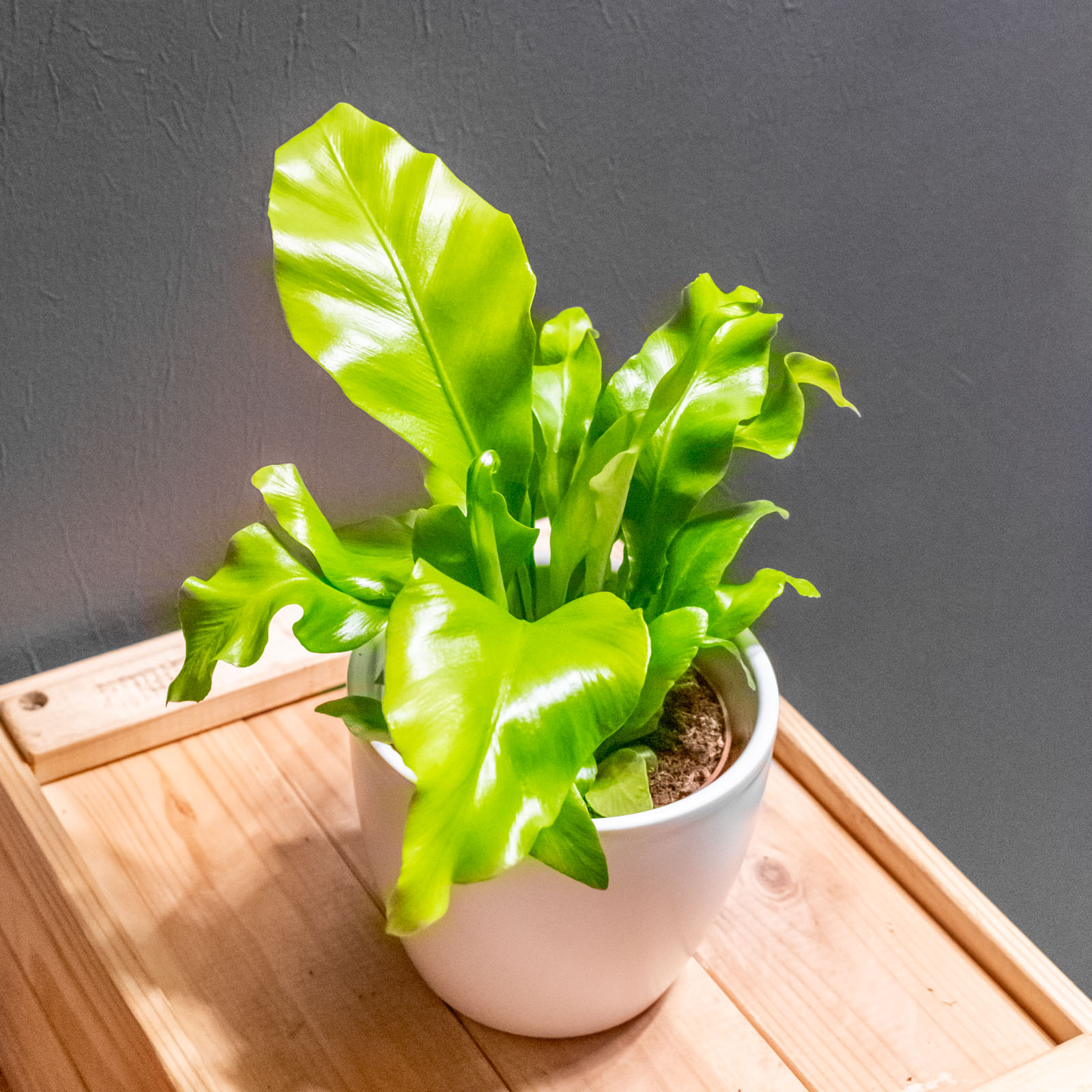 Asplenium Nidus 8cm - Image 4