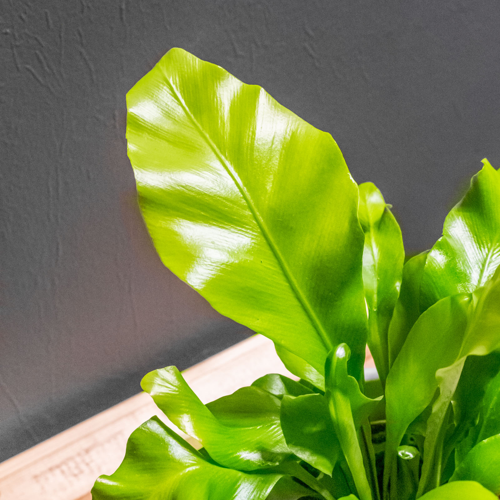 Asplenium Nidus 8cm - Image 5